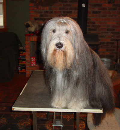 Betsy, a black bearded Collie with a grey face, sitting on the grooming table after having been groomed,